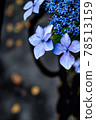  hydrangea 78513159