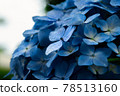  hydrangea 78513160