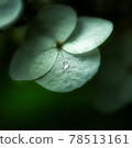  hydrangea 78513161