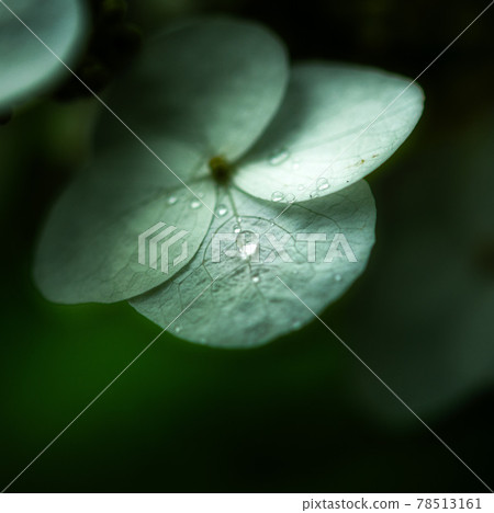hydrangea hydrangea 78513161