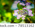  hydrangea 78513162