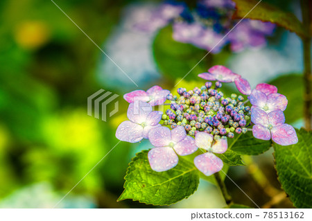 hydrangea hydrangea 78513162
