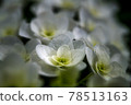  hydrangea 78513163