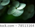  hydrangea 78513164