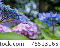  hydrangea 78513165