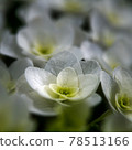  hydrangea 78513166