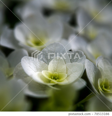 hydrangea hydrangea 78513166