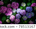  hydrangea 78513167