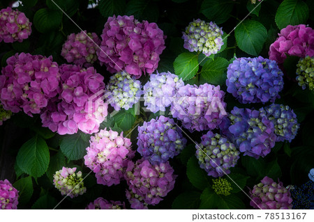 hydrangea hydrangea 78513167