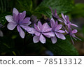  hydrangea 78513312
