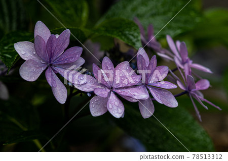 hydrangea hydrangea 78513312