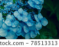  hydrangea 78513313
