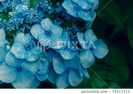 hydrangea hydrangea 78513313