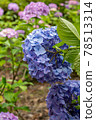  hydrangea 78513314