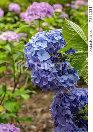 hydrangea hydrangea 78513314