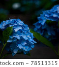  hydrangea 78513315