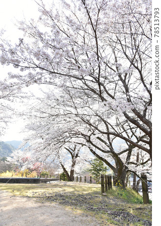 櫻花盛開的安野花之站公園 廣島春天的風景 78513793