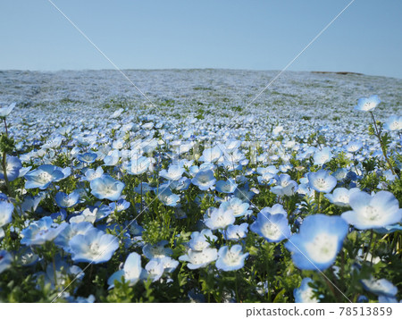Beautiful Nemophila flower field 78513859
