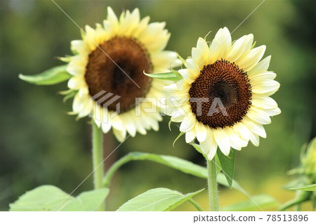 A white sunflower that looks inconspicuous but stands out A white sunflower that looks inconspicuous but stands out 78513896