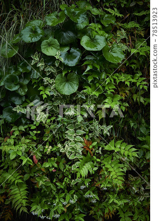 Plant Leaf 1 78513923