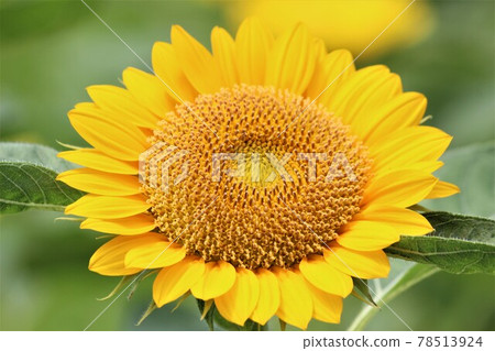 Ray florets and disk florets radiating from the center 78513924