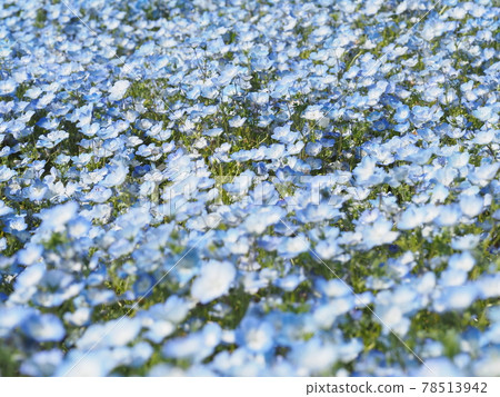 藍色粉蝶花永遠開著 78513942