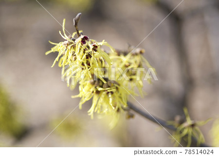 The yellow flowers of witch hazel are in bloom. The scientific name is Hamamelis japonica. 78514024
