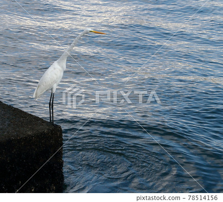 White Egret on the Sumida River White Egret on the Sumida River 78514156