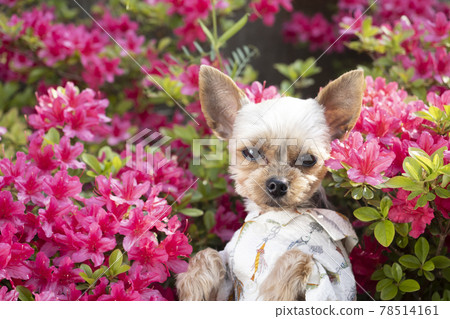 Red azalea and yorkshire terrier Red azalea and yorkshire terrier 78514161