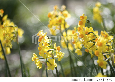 有黃色的水仙（Jonquil）花。學名是水仙 jonquilla。 78514379