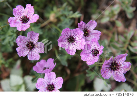 Geraniaceae Geranium Ballerina Geraniaceae Geranium Ballerina 78514876
