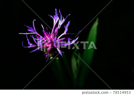 Centaurea montana On Italian Prealps Centaurea montana On Italian Prealps 78514953