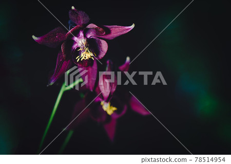 Aquilegia atrata On Italian Prealps Aquilegia atrata On Italian Prealps 78514954
