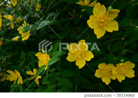 Yellow flowers of pipericum Yellow flowers of pipericum 78514960