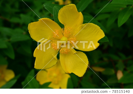 A single yellow flower of pipericum A single yellow flower of pipericum 78515140