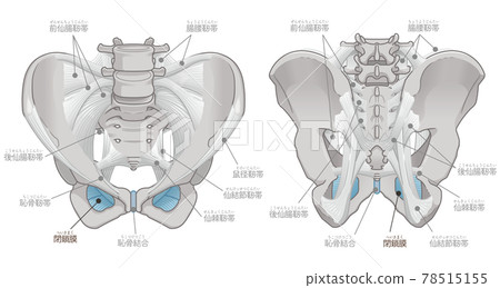 骨盆前後、閉孔膜（附文字） 78515155