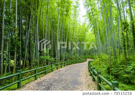 [Aichi Prefecture] Nagoya City, Makinoike Green Space, Bamboo Path 78515258