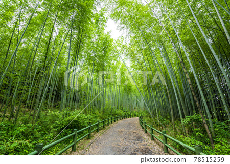 [Aichi Prefecture] Nagoya City, Makinoike Green Space, Bamboo Path 78515259
