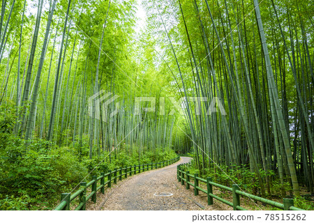 [愛知縣] 名古屋市牧之池綠地竹道 78515262