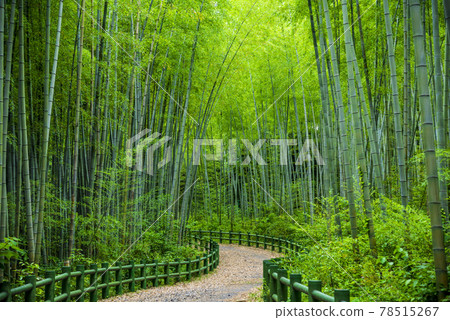 [愛知縣] 名古屋市牧之池綠地竹道 78515267