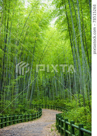 [Aichi Prefecture] Nagoya City, Makinoike Green Space, Bamboo Path 78515268