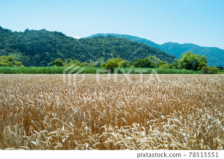 Wheat field Wheat field 78515551
