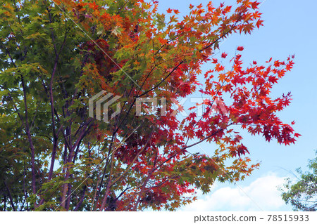 A colored maple 78515933