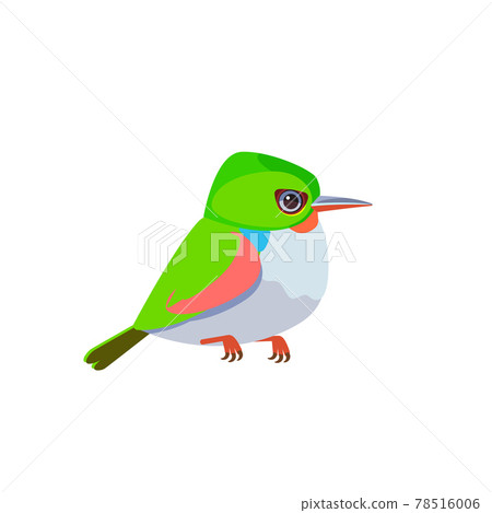 Cuban tody or jamaican tody. Exotic small tropical bird isolated on white cartoon vector illustration ornithology todus todi fauna cute green colorful wildlife 78516006