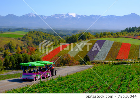 A famous place in Hokkaido, the flower field of Shikisai no Oka A famous place in Hokkaido, the flower field of Shikisai no Oka 78516044