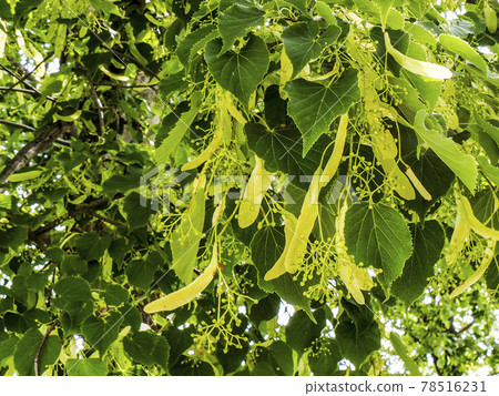 Plant, photo of the bracts of the Western linden tree, used as a herb for inducing sleep 78516231