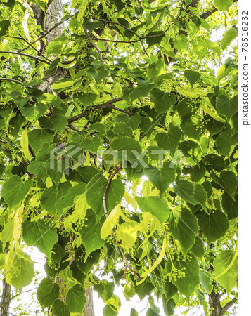 Plant, photo of the bracts of the Western linden tree, used as a herb for inducing sleep Plant, photo of the bracts of the Western linden tree, used as a herb for inducing sleep 78516232