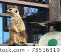 Meerkat not looking at me 78516319