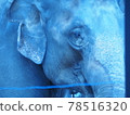 Sad Elephant 78516320