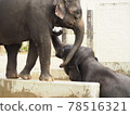 Two Elephants Playing Together 78516321
